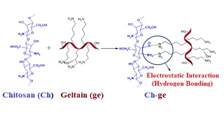 Crafting Grafts: The Chemistry of Chitosan-Gelatin Networks