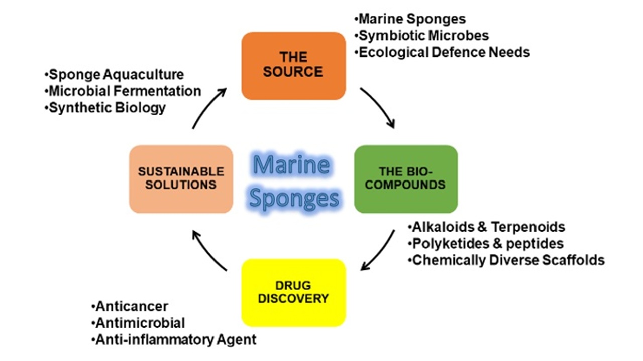 Exploration on Marine Sponges as Natural Biofactories of Pharmaceutical Leads
