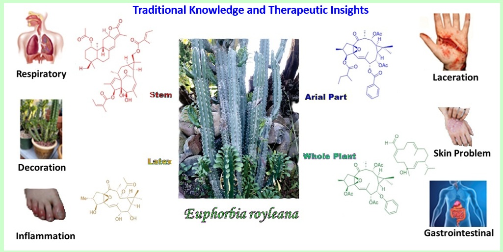 Natural Source of Bioactive Compounds with Therapeutic and Toxicological Significance in Euphorbia royleana Boiss.